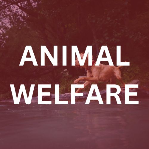 ANIMAL WELFARE