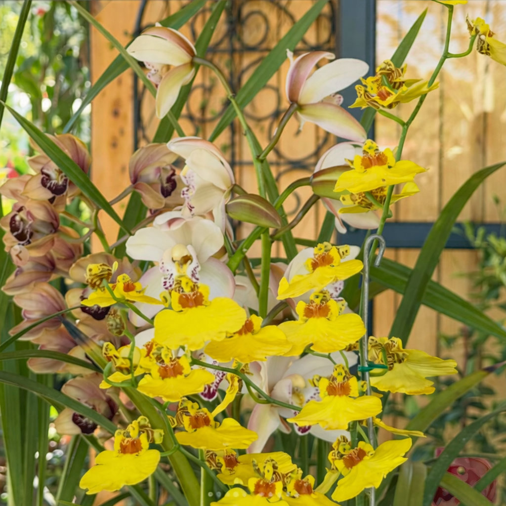 garden-club